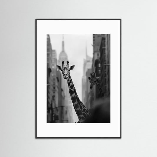 Giraffe in New York