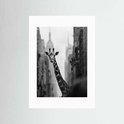 Giraffe in New York