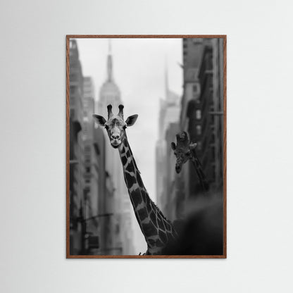 Giraffe in New York