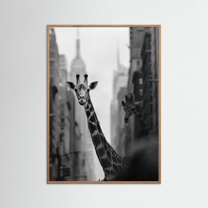 Giraffe in New York