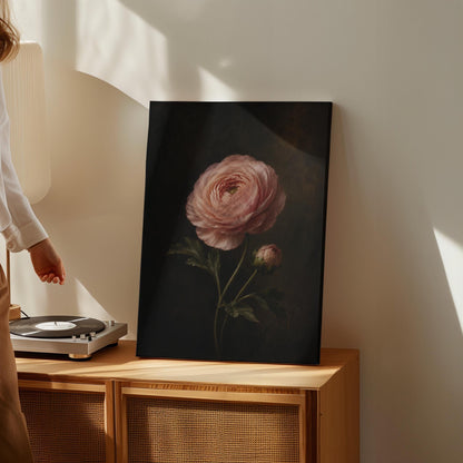 Single pink ranunculus bloom against dark shadow, canvas print shown to scale in a furnished room