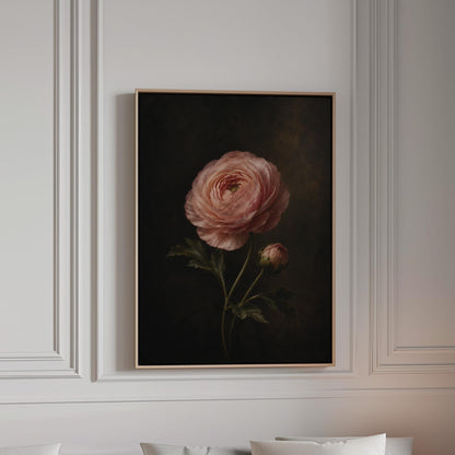 Single pink ranunculus bloom against dark shadow, canvas print in a bright room with natural daylight