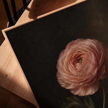 Single pink ranunculus bloom against dark shadow, canvas print in a warm, minimally styled interior