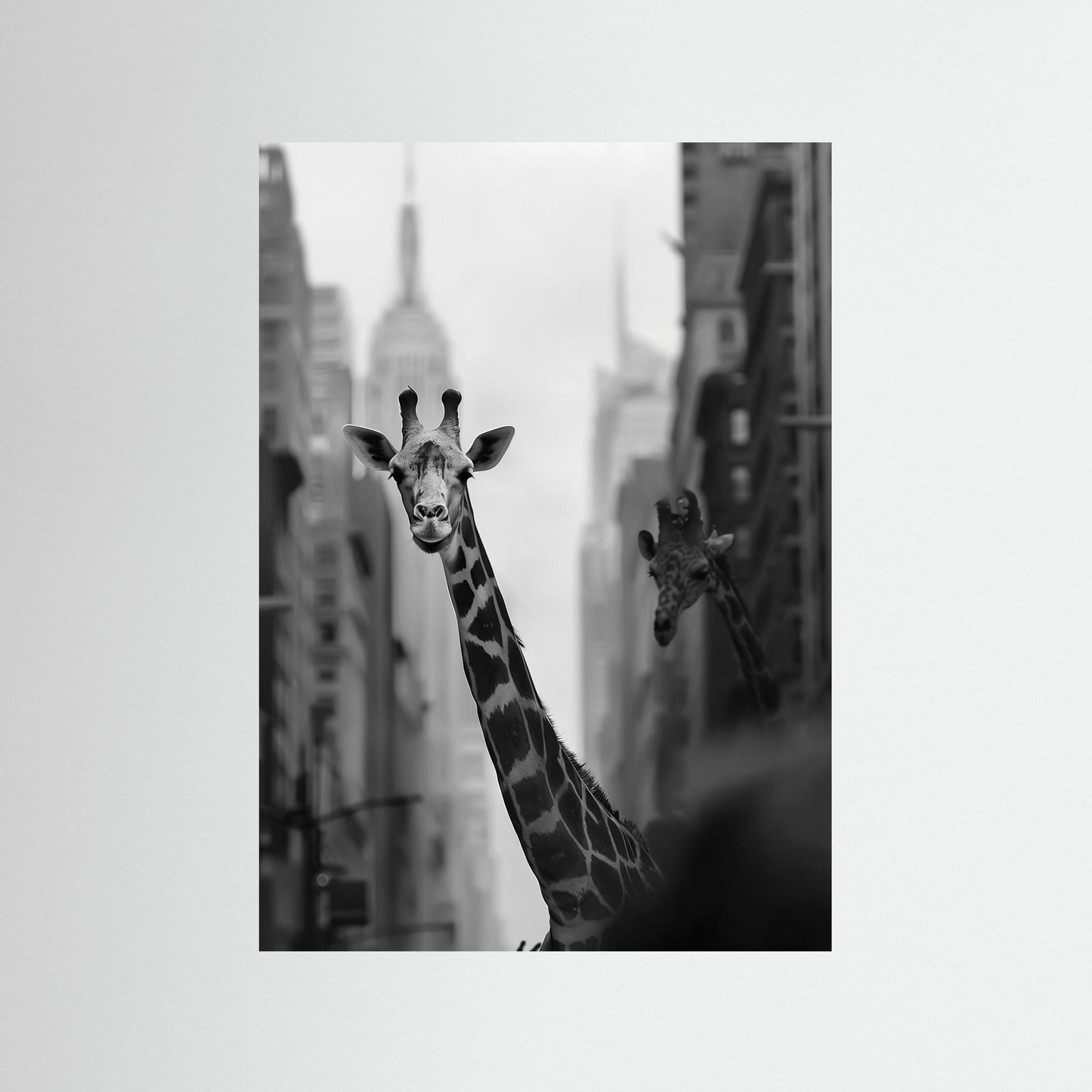 Giraffe in New York