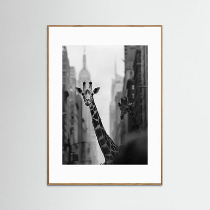 Giraffe in New York